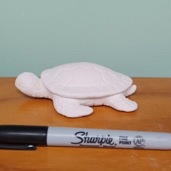 Little Baby Sea Turtle