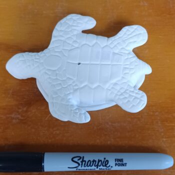 Little Baby Sea Turtle