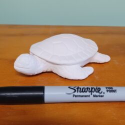 Little Baby Sea Turtle