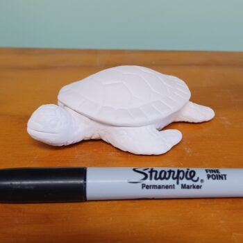 Little Baby Sea Turtle